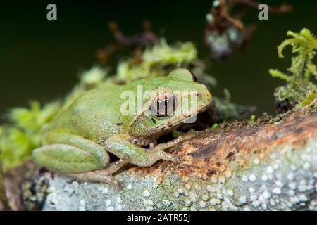 Pseudophilautus frankenbergi, eine endemische Art der Frosch im Rhacophoridae Familie mit einer sehr eingeschränkte Distribution reichen von der Cloud forest o Stockfoto