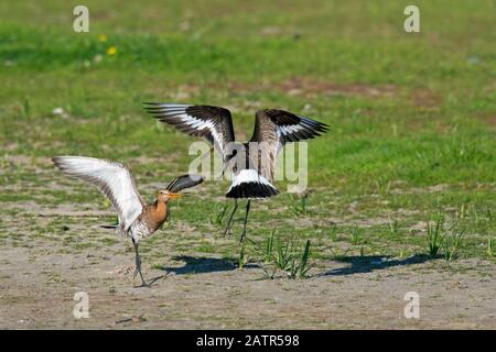 Zwei schwarz gekleidete Paten (Limosa limosa), die im Frühjahr in Grasland kämpfen Stockfoto