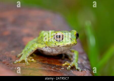 Pseudophilautus frankenbergi, eine endemische Art der Frosch im Rhacophoridae Familie mit einer sehr eingeschränkte Distribution reichen von der Cloud forest o Stockfoto