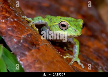 Pseudophilautus frankenbergi, eine endemische Art der Frosch im Rhacophoridae Familie mit einer sehr eingeschränkte Distribution reichen von der Cloud forest o Stockfoto