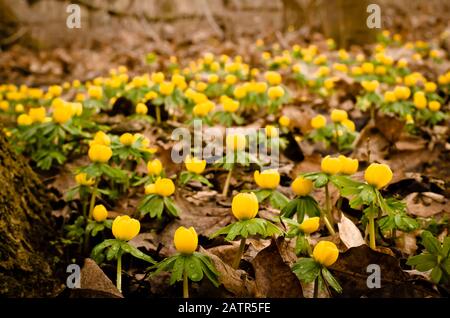Viele schöne Winter-Akoniten mit kleinen gelben Blüten in einem Wald Stockfoto