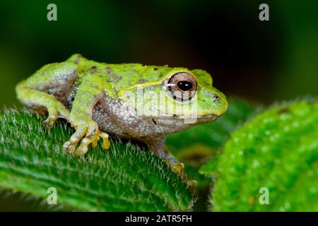 Pseudophilautus frankenbergi, eine endemische Art der Frosch im Rhacophoridae Familie mit einer sehr eingeschränkte Distribution reichen von der Cloud forest o Stockfoto