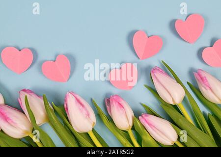 Pinke und weiße Tulpenblumen und rosafarbene Valentinspapierherzen auf hellblauem Hintergrund Stockfoto