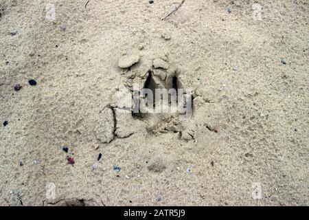 Hund oder Wolfsspur oder Fußabdruck auf dem nassen Sand. Tierische Spur auf dem Boden Stockfoto