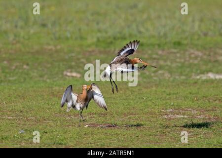 Männliche schwarze Pate (Limosa limosa), die Rivalen im Frühjahr in Grasland wegjagen Stockfoto