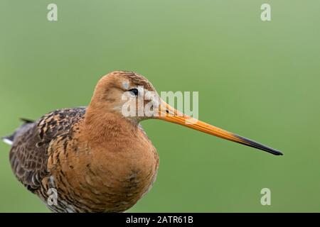 Schwarzes Pate (Limosa limosa) männliches Nahporträt im Frühjahr Stockfoto