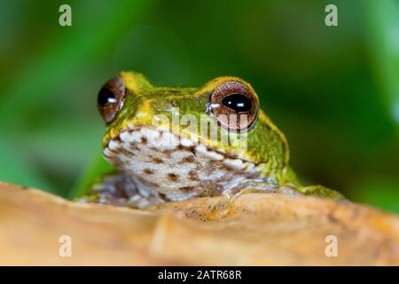 Pseudophilautus frankenbergi, eine endemische Art der Frosch im Rhacophoridae Familie mit einer sehr eingeschränkte Distribution reichen von der Cloud forest o Stockfoto