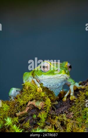 Pseudophilautus frankenbergi, eine endemische Art der Frosch im Rhacophoridae Familie mit einer sehr eingeschränkte Distribution reichen von der Cloud forest o Stockfoto