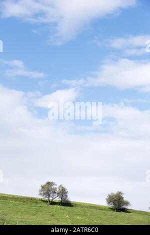 Bäume auf weitläufigen Wiesen. Stockfoto