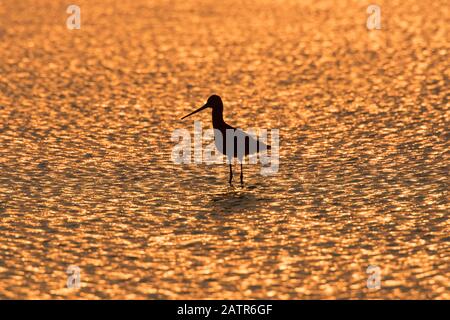 Silhouette des schwarzen Pate (Limosa limosa), der bei Sonnenuntergang im seichten Wasser aufweidet Stockfoto