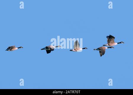 Herde of Canada Gänse (Branta canadensis) im Flug gegen den blauen Himmel Stockfoto