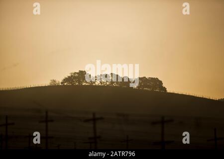 Bäume auf einem Hügel hinter Reihen von Weinreben in einem abgelegenen Weinberg bei Sonnenuntergang. Stockfoto