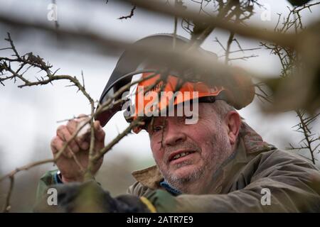 Hecken, die Schutzausrüstung tragen und eine Hecke auf einer Feldgrenze, Cumbria, Großbritannien, legen. Stockfoto