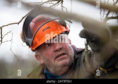 Hecken, die Schutzausrüstung tragen und eine Hecke auf einer Feldgrenze, Cumbria, Großbritannien, legen. Stockfoto