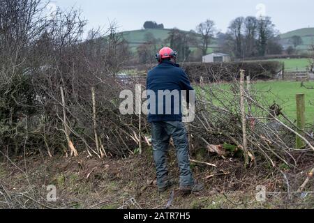 Hecken, die Schutzausrüstung tragen und eine Hecke auf einer Feldgrenze, Cumbria, Großbritannien, legen. Stockfoto