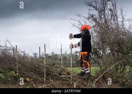 Hecken, die Schutzausrüstung tragen und eine Hecke auf einer Feldgrenze, Cumbria, Großbritannien, legen. Stockfoto