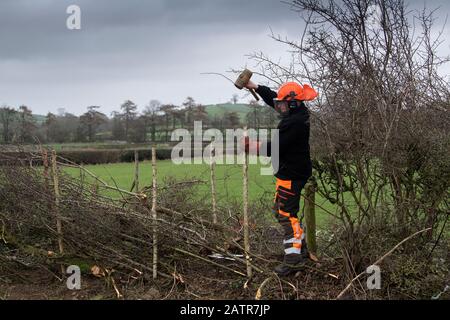 Hecken, die Schutzausrüstung tragen und eine Hecke auf einer Feldgrenze, Cumbria, Großbritannien, legen. Stockfoto