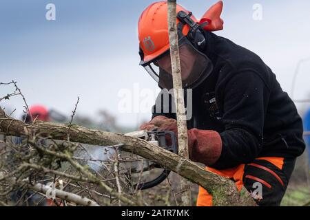 Hecken, die Schutzausrüstung tragen und eine Hecke auf einer Feldgrenze, Cumbria, Großbritannien, legen. Stockfoto