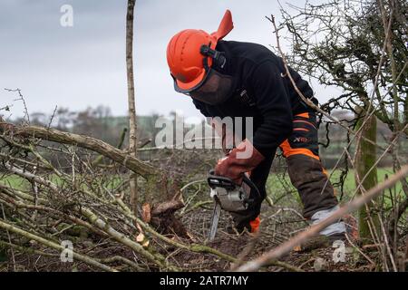 Hecken, die Schutzausrüstung tragen und eine Hecke auf einer Feldgrenze, Cumbria, Großbritannien, legen. Stockfoto