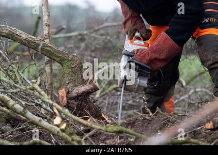 Hecken, die Schutzausrüstung tragen und eine Hecke auf einer Feldgrenze, Cumbria, Großbritannien, legen. Stockfoto