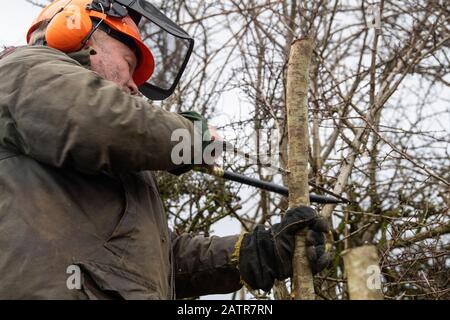 Hecken, die Schutzausrüstung tragen und eine Hecke auf einer Feldgrenze, Cumbria, Großbritannien, legen. Stockfoto