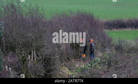 Hecken, die Schutzausrüstung tragen und eine Hecke auf einer Feldgrenze, Cumbria, Großbritannien, legen. Stockfoto