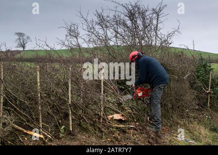 Hecken, die Schutzausrüstung tragen und eine Hecke auf einer Feldgrenze, Cumbria, Großbritannien, legen. Stockfoto