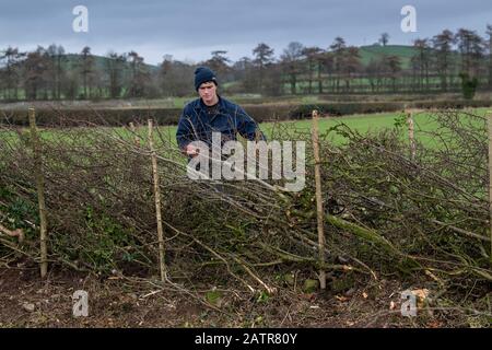 Hecken, die Schutzausrüstung tragen und eine Hecke auf einer Feldgrenze, Cumbria, Großbritannien, legen. Stockfoto