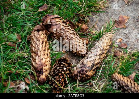 Einige Tannen-/Kiefernkegel liegen auf dem Boden. Stockfoto