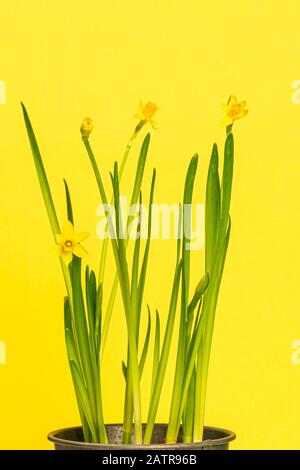 Narzissen in einem Blumentopf vor gelbem Hintergrund Stockfoto