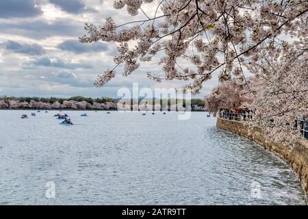 Washington D.C., USA - 6. April 2019: Touristen, Die Während des jährlichen Cherry Blossom Festivals Eine Bootsfahrt im Tidal Basin in Washington DC Genießen Stockfoto