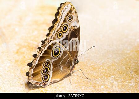 Nahaufnahme eines Speckled Wood Butterfly Stockfoto