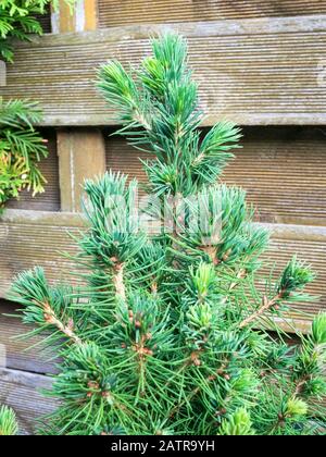 Detailbild der Zwergweißfichte (Picea Glauca Conica), auch Zuckerhut Fichte genannt Stockfoto