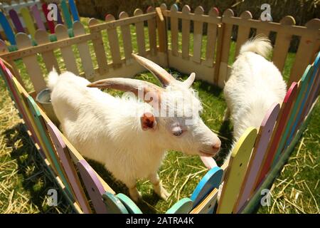 Weiße Ziegen in grüner grasiger holländischer Wiese hinter Holzzaun in den niederlanden . Ein Foto einer weißen Ziege in einem Käfig . Stockfoto