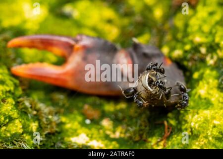 Kleine schwarze Ameisen, die sich an einer Süßwasserkrabbenkralle ernähren Stockfoto