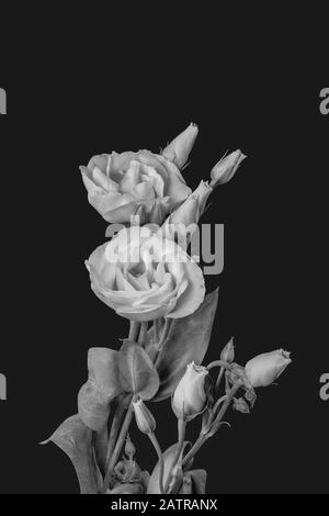 Vintage monochrom weiß präsentiert Prärie gentian Bouquet Makro, Malstil Fine Art Stillleben von Blumen, Knospen, Stamm, Blättern, grauem Hintergrund Stockfoto