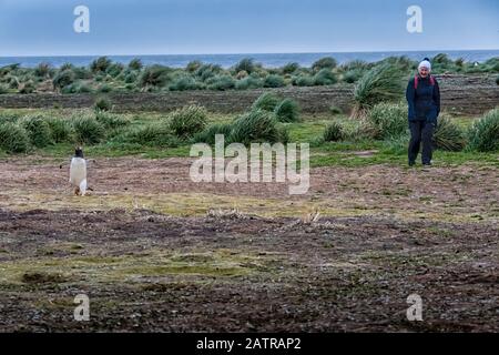 Lächelnde Frau Tourist Walking mit einem Gentoo Penguin, Pygoscelis papua, Sea Lion Island, Falkland Islands, South Atlantic Ocean Stockfoto