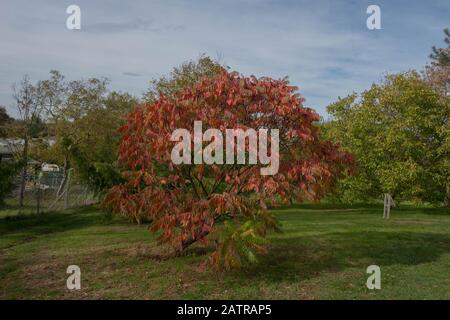 Bunte Herbstblätter des Baumhorns von Stag's Horn Sumach Tree (Rhus Typhina 'Sinrus') in einem Park im ländlichen Surrey, England, Großbritannien Stockfoto