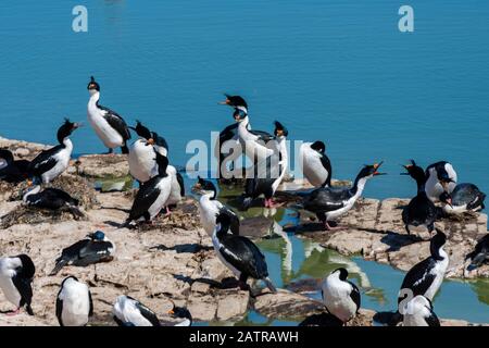 Nistkolonie von King Cormorants, Imperial Cormorants oder Shags, Phalacrocorax atriceps, an der Küste von Sea Lion Island, Falkland Islands Stockfoto