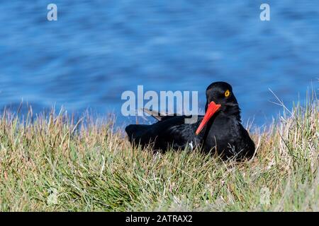 Magellanic Oystercatcher, Haematopus leucopodus, Nesting auf Sea Lion Island, Falkland Islands, South Atlantic Ocean Stockfoto