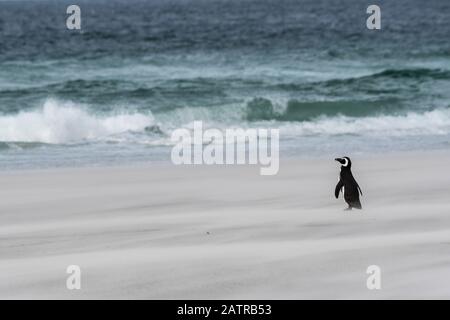 Einsamer Magellanischer Pinguin Spheniscus magellanikus steht in einem Sandsturm am Ufer der Insel Saunders, der Falklandinseln und des Südatlantiks Stockfoto