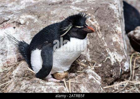 Südliches Rockhopper Penguin, Eudyptes (Chrysocome) Chrysocome, sitzend auf einem Ei im Gelege auf West Point Island, Falkland Islands, South Atlantic Ocean Stockfoto