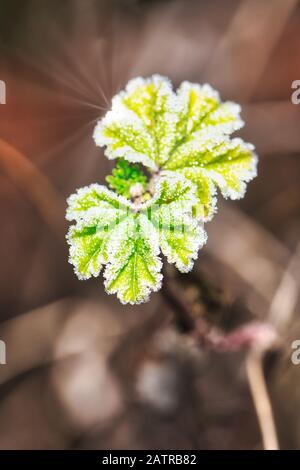 Vertikales Foto mit Perücke mit grünem frischen Abschied auf der Oberseite. Die Blätter sind von Frost bedeckt. Stockfoto