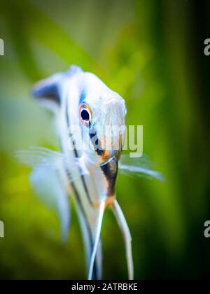 Porträt eines Zebraangels in Panzerfischen mit verschwommenem Hintergrund (Pterophyllum schuppig) Stockfoto