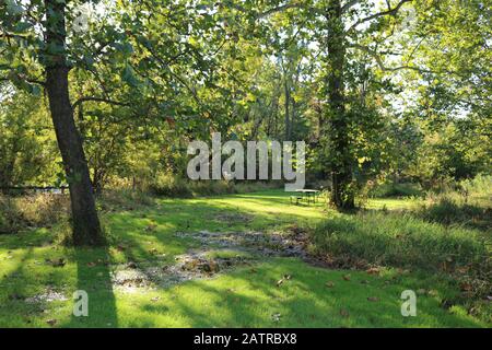 Ein sonniger Herbstmorgen in einer Waldglade Stockfoto