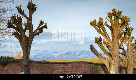 Baum vor den Vogesen in Frankreich geschnitten Stockfoto