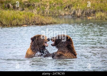 Wildschwein (männlich) und Sau (weiblich) Bären spielen im Wasser, Alaska Wildlife Conservation Center, South-Central Alaska Stockfoto