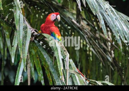 Scarlet macaw, Ara macao, Tambopata National Reserve, Madre de Dios Region, Provinz Tambopata, Peru, Amazonien Stockfoto