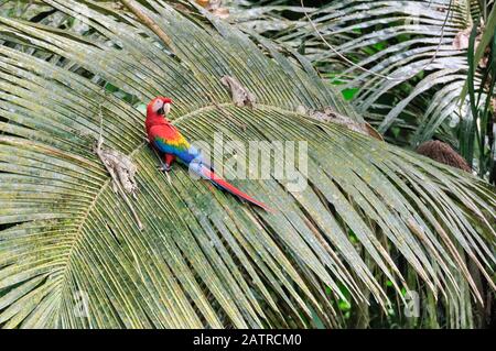 Scarlet macaw, Ara macao, Tambopata National Reserve, Madre de Dios Region, Provinz Tambopata, Peru, Amazonien Stockfoto