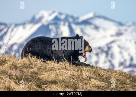 Ein männlicher Schwarzbär (Ursus americanus) ruht auf einem Hügel, Alaska Wildlife Conservation Center; Portage, Alaska, Vereinigte Staaten von Amerika Stockfoto